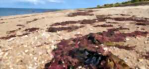 photo Les laisses de mer et leurs trésors à Donville-les-Bains