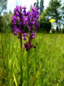 photo Orchidées à la Réserve Naturelle de la tourbière de Mathon