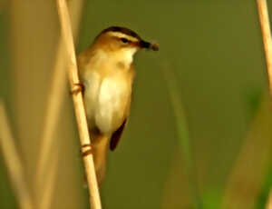 photo Inititation aux chants d'oiseaux