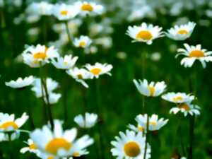 photo Le printemps des plantes à Saint Laurent d'Arce