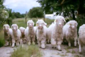 De ferme en ferme : Ferme Laneya