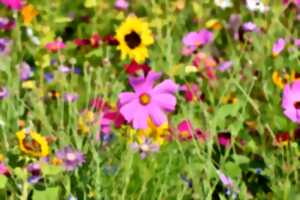 photo Sortie nature : ça fleurit dans la prairie