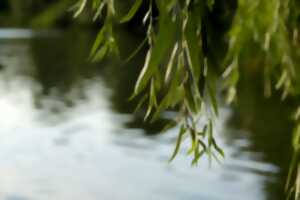 photo Sortie nature : saule qui peut !