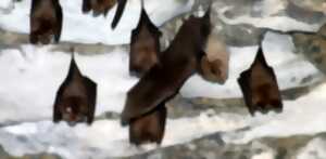 photo EXPÉ NATURALISTE : CHAUVES-SOURIS