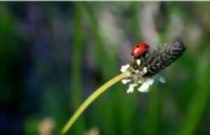 photo BESTIOLES AU JARDIN!