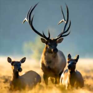 photo Repas de chasse Larzac