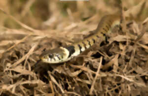 photo Fête de la nature : les reptiles