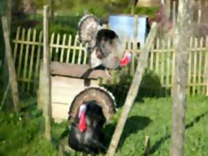 De ferme en ferme : Bibane