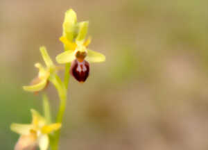 Découverte des orchidées et des fleurs sauvages