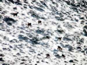 L'APPEL DES CIMES – SUR LA PISTE DES ISARDS DE LA FRAU