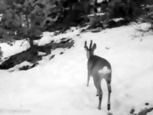PISTES SAUVAGES – SUR LES TRACES DE LA FAUNE
