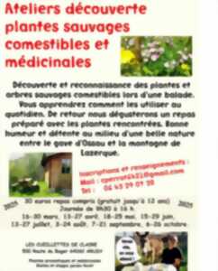 Atelier découverte plantes sauvages comestibles et médicinales