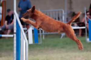 photo Concours Agility