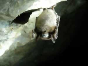 photo Nuit internationale de la chauve-souris
