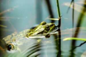 photo Sortie nature : les milieux humides proches du Rabbargala