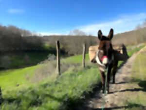 Excursion en forêt avec les ânes