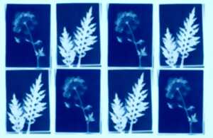 photo Arts et nature – Atelier cyanotype