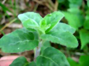 photo Trocs aux plantes et graines