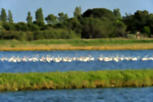 photo CANOË NATURE SUR L'ETANG DE LA RIVIERETTE