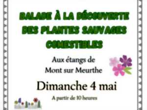 photo Balade  à la découverte des plantes sauvages comestibles