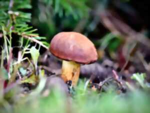 photo La visite troglo-champignons