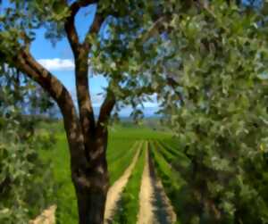 photo DOMAINE SAINT-GEORGES D'IBRY - BALADE VIGNERONNE