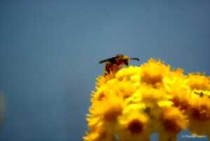 photo ACCUEIL À LA FERME: Apiculture - Elevage caprin et porcin en Verteillacois