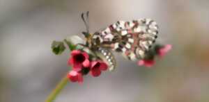 photo EXPÉ NATURALISTE : PRAIRIES HUMIDES ET POLLINISATEURS