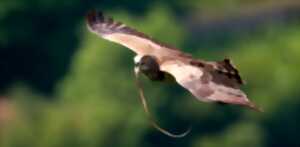 photo EXPÉ NATURALISTE : OISEAUX DES GARRIGUES
