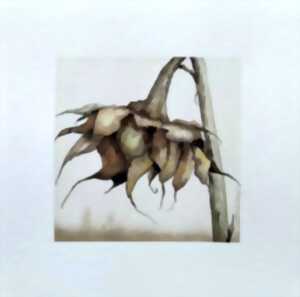 photo Exposition de Isabelle Collett