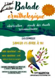 photo Balade ornithologique