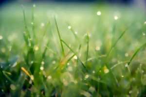 photo Cycle d'Ateliers ''Libérez les pelouses''