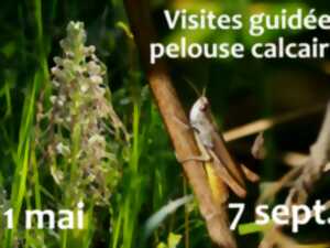 photo Visite sur la pelouse calcaire