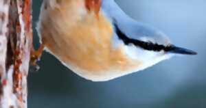 photo WEEK-END DE COMPTAGE NATIONAL DES OISEAUX DE JARDIN