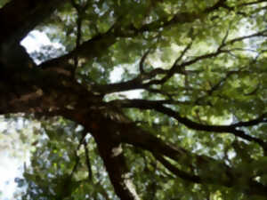 photo La forêt dans tous ses états