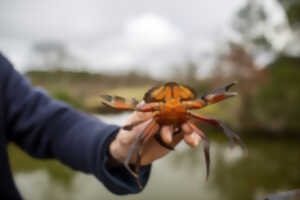 photo Pêche aux crabe