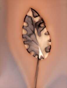 photo Des pintes et des plantes