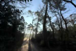 photo Raconte-moi la forêt