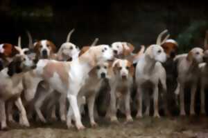 photo Coupe de France de chiens de troupeau