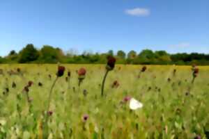 photo Atelier : Nature peinture