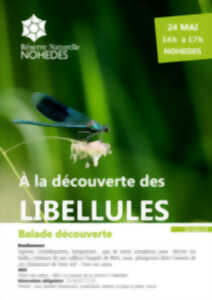 photo A LA DÉCOUVERTE DES LIBELLULES!