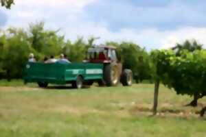 photo Balade en remorque dans les vignes et les vergers de pruniers