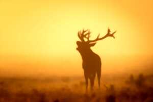 photo Repas de chasse