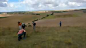 photo Sortie Nature : Comptage participatif des gentianes amères