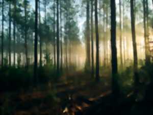 photo Conférence : les bienfaits de la forêt