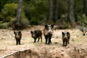 photo SUR LES TRACES DU SANGLIER