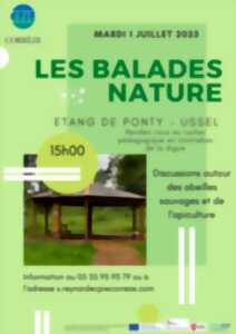 photo Discussions autour des abeilles sauvages et de l'apiculture
