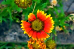 photo Plantes de la saint-Jean