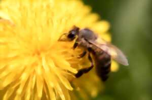 photo Eté actif | Le monde des abeilles | Lac de Gurson