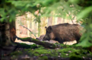 photo Repas de la Société Communale de Chasse